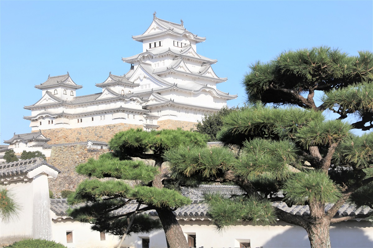  姫路城_松_西の丸から